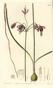Coral de Mèxic o gota de corall - Gotes de corall, Bessera elegans (Pharium de fulla buida, Pharium fistulosum). Gravat en placa de coure pintat a mà de S. Watts després d