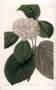 Cotton Viorne - S.Wattsin kaiverrettu taulu Sarah Anne Draken (1803-1857) kuvituksesta, Englannin Sydenham Edwardsin (1768-1819) kasvitieteellisestä rekisteristä tekijältä Sydenham Teast Edwards