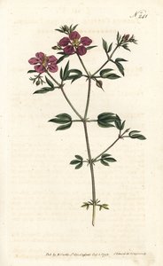 Crete Fagonia - Kreetan fagonia, Fagonia cretica. Sansomin käsinvärinen kuparikaiverrus Sydenham Edwardsin kuvituksen mukaan William Curtisin kasvitieteellisessä lehdessä, Lontoo tekijältä Sydenham Teast Edwards