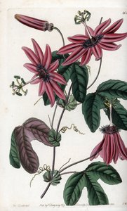 Crimson Passion - S.Wattsin kaiverrettu levy Sarah Anne Draken (1803-1857) kuvituksesta, Sydenham Edwardsin (1768-1819) kasvitieteellisestä rekisteristä, Englanti. tekijältä Sydenham Teast Edwards
