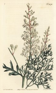 Ryppypensas tai tansy - Ryppypensas tai persilja saniainen (rikkivierrelehtinen lomatia), Lomatia silaifolia. F. Sansom Jr.:n käsinvärinen kuparikaiverrus Sydenham Edwardsin kuvituksen jälkeen William Curtisin kasvitieteellisestä lehdestä, T. Curtis, Lonto tekijältä Sydenham Teast Edwards