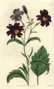 Curvy Salpiglossis - Maalattu kieli, Salpiglossis sinuata (Dark purple salpiglossis, Salpiglossis atropurpurea). S. Wattsin käsinvärinen kuparikaiverrus M. Hartin kuvituksen jälkeen Sydenham Edwardsin kasvitieteellisestä rekisteristä, Ridgeway, Lontoo tekijältä Sydenham Teast Edwards