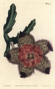 Stapelia pulvinata, Stapelia pulvinata. F. Sansom Jr:n käsin tekemä kuparipiirros Sydenham Edwardsin kuvituksen mukaan, William Curtis