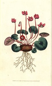 Cyclamen de Cos tai Kaukasus - Pyöreälehtinen syklaami, Cyclamen coum. Käsinvärinen kuparikaiverrus James Sowerbyn kasvitieteellisen kuvituksen jälkeen William Curtisin The Botanical Magazinesta, Lambeth Marsh, Lontoo tekijältä Sydenham Teast Edwards