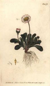 Daisy, Bellis perennis, Polygamia superflua. F. Sansomin käsinvärinen kuparikaiverrus Sydenham Edwardsin kasvitieteellisestä kuvituksesta William Curtisin kasvitieteen luentoihin, sellaisena kuin se on toimitettu Lambethin kasvitieteellisessä puutarhassa tekijältä Sydenham Teast Edwards