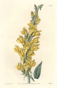 Dalmatia Linar - S. Wattsin vahva vesi Sarah Anne Draken (1803-1857) kuvituksesta kasvitieteellisestä rekisteristä tekijältä Sydenham Teast Edwards