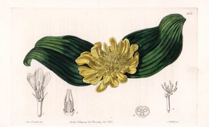 Daubenya Variete - S.Wattsin kaivertama levy Sarah Anne Draken (1803-1857) kuvituksesta, Englannin Sydenham Edwardsin (1768-1819) kasvitieteellisestä rekisteristä tekijältä Sydenham Teast Edwards