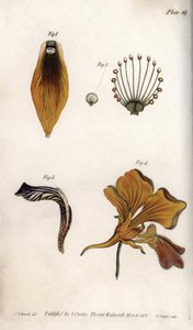 Yksityiskohtainen kuvaus fritillarin varresta ja kruunusta. Värillinen kuparikaiverrus, Sydenham Edwardsin (1768-1819) kuvitus Lambethin kasvitieteellisen puutarhan kasvitieteelliseen konferenssiin (Englanti) tekijältä Sydenham Teast Edwards