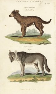 Koira ja susi - Paimenkoira, Canis familiaris, ja susi, Canis lupus. Käsinvärinen kuparikaiverrus Sydenham Edwardsin mukaan John Mason Goodin Pantologiasta, a New Encyclopedia, G. Kearsley, Lontoo tekijältä Sydenham Teast Edwards