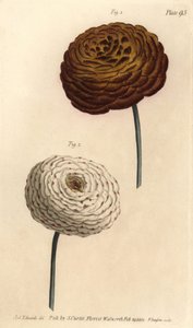 Kaksoisranunculus-lajikkeet, persialainen leinikki, Ranunculus asiaticus. F. Sansomin käsinvärinen kuparikaiverrus Sydenham Edwardsin kasvitieteellisestä kuvituksesta William Curtisin kasvitieteen luentoihin, sellaisena kuin se on toimitettu Lambethin kasv tekijältä Sydenham Teast Edwards