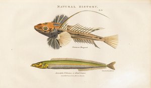 Dragonet ja Sand Lance tekijältä Sydenham Teast Edwards