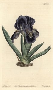 Kääpiö-Iris - Iris x binata (Purppuransininen kääpiölippu, Iris pumila var. violacea). F. Sansom Jr:n käsin värjätty kuparipiirros Sydenham Edwardsin kuvituksen mukaan, William Curtis