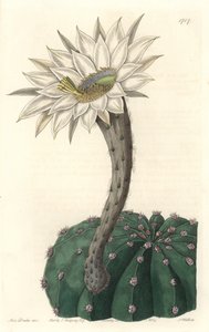 Echinocactus eyriesii, kukkiva kaktus, kotoisin Meksikosta - S. Wattsin vahva vesi Sarah Anne Draken (1803-1857) kuvituksesta kasvitieteellisestä rekisteristä tekijältä Sydenham Teast Edwards