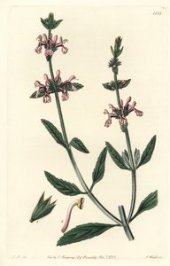 Epiary - Valkovartinen stachys, Stachys albicaulis. S. Wattsin käsinvärinen kuparikaiverrus John Lindleyn kuvituksen jälkeen Sydenham Edwardsin kasvitieteellisestä rekisteristä, Ridgeway, Lontoo tekijältä Sydenham Teast Edwards