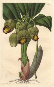 Epifyyttinen orkidea, vaaleankeltainen katasetumi, kotoisin Brasiliasta - S. Wattsin vesiforet Sarah Anne Draken (1803-1857) kuvituksesta kasvitieteellisestä rekisteristä tekijältä Sydenham Teast Edwards