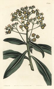 Euphorbe mellifere - Hunajakurjenpolvi tai hunajaa tuottava euphorbia, Euphorbia mellifera. F. Sansom Jr:n käsin tekemä kuparikaiverrus Sydenham Edwardsin kuvituksen mukaan, William Curtis