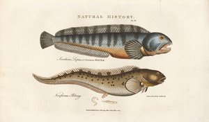 Meribassi ja eloparous blenny -lajit tekijältä Sydenham Teast Edwards