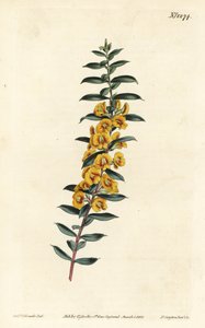 Eutaxia myrtifolia (ristilehtinen dilwynia, Dillwynia obovata). F. Sansom Jr.:n käsinvärinen kuparikaiverrus Sydenham Edwardsin kuvituksen jälkeen William Curtisin kasvitieteellisestä lehdestä, T. Curtis, Lontoo tekijältä Sydenham Teast Edwards