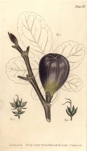 Viikuna, Ficus carica, Trioecia hermafrodiitilla, uros-2 ja naaraskukkia 3 kasvamassa erikseen. F. Sansomin käsinvärinen kuparikaiverrus Sydenham Edwardsin kasvitieteellisestä kuvituksesta William Curtisin kasvitieteen luentoihin, Botassa toimitettuna tekijältä Sydenham Teast Edwards