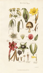 Kukkien ja kasvien rakenteet tekijältä Sydenham Teast Edwards