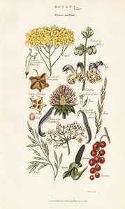 Kukka- ja hedelmäasetelmat tekijältä Sydenham Teast Edwards