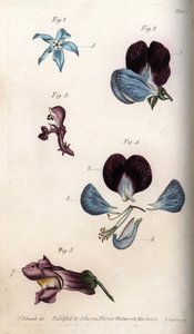 Purasruohon ja herneen (palkokasvit) kukinta. Värillinen kuparikaiverrus, Sydenham Edwardsin (1768-1819) kuvitus Lambethin kasvitieteellisen puutarhan kasvitieteellinen puutarha (Englanti) tekijältä Sydenham Teast Edwards
