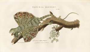 Lentävä lohikäärme oksalla tekijältä Sydenham Teast Edwards