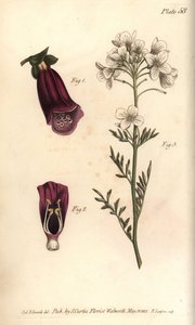 Foxglove, Digitalis purpurea, Didynamia tekijältä Sydenham Teast Edwards