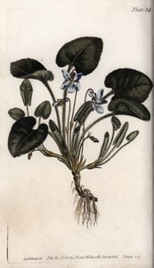 Tuoksuva violetti. Värillinen kuparikaiverrus, Sydenham Edwardsin (1768-1819) kuvitus Lambethin kasvitieteellisen puutarhan kasvitieteellinen puutarha (Englanti) tekijältä Sydenham Teast Edwards