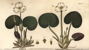 Frogbit, Hydrocharis morsus-ranae, Dioecia, naaraskasvi 1,4, uroskasvi 2,3. F. Sansomin käsinvärinen kuparikaiverrus Sydenham Edwardsin kasvitieteellisestä kuvituksesta William Curtisin kasvitieteen luentoihin, sellaisena kuin se on toimitettu Lambin kasvi tekijältä Sydenham Teast Edwards