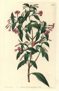 Fuschia variete - sauvahaarainen fuksia, Fuchsia bacillaris. Luonnollinen hybridi Fuchsia microphylla subsp. microphylla ja Fuchsia thymifolia subsp. thymifolia. S. Wattsin käsinvärinen kuparikaiverrus Sarah Draken kuvituksen jälkeen Sydistä tekijältä Sydenham Teast Edwards