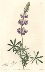 Garden Lupin, kotoisin Kaliforniasta - S. Watts Strong Water Sarah Anne Draken (1803-1857) kuvituksesta kasvitieteellisestä rekisteristä tekijältä Sydenham Teast Edwards