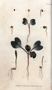 Retiisin siementen, tavallisen vehnän ja ohran itäminen. Värillinen kuparikaiverrus, Sydenham Edwardsin (1768-1819) kuvitus Lambethin kasvitieteellisen puutarhan kasvitieteellinen puutarha (Englanti) tekijältä Sydenham Teast Edwards