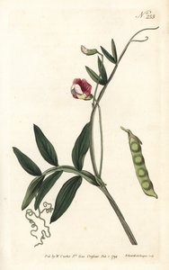 Gesse climene - espanjalainen virna, Lathyrus clymenum (nivel-palkoinen lathyrus, Lathyrus articulatus). Sansomin käsinvärinen kuparikaiverrus Sydenham Edwardsin kuvituksen jälkeen William Curtisin kasvitieteellisestä lehdestä Lontoosta tekijältä Sydenham Teast Edwards