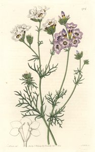 Gilia tricolor, varietats blanques i morades, natives de Califòrnia - S. Watts aigua forta d