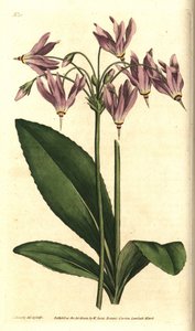 Giroselle of Virginia - American cowslip tai Mead