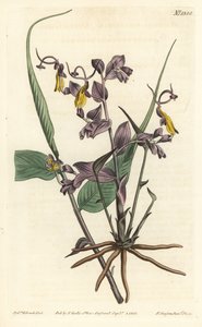 Globba radicalis (Oopperatytöt, Mantisia saltatoria). F. Sansom Jr.:n käsinvärinen kuparikaiverrus Sydenham Edwardsin kuvituksen jälkeen William Curtisin kasvitieteellisestä lehdestä, T. Curtis, Lontoo tekijältä Sydenham Teast Edwards