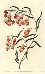 Glysiinilehtinen dillwynia, Dillwynia glycinifolia. S. Wattsin käsinvärinen kuparikaiverrus Miss Sarah Draken kuvituksen jälkeen Sydenham Edwardsin kasvitieteellisestä rekisteristä, Ridgeway, Lontoo tekijältä Sydenham Teast Edwards