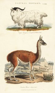 Vuohi ja lama - Pitkäsarviinen nahkavuohi, Capra aegagrus ja laama, Lama glama (Glama Camel, Camelus lama). Käsinvärinen kuparikaiverrus Sydenham Edwardsin mukaan John Mason Goodin Pantologiasta, a New Encyclopedia, G. Kearsley, Lontoo tekijältä Sydenham Teast Edwards