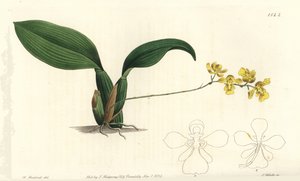 Gomesa cornigera -orkidea (sarvinen oncidium, Oncidium cornigerum). S. Wattsin käsinvärinen kuparikaiverrus William Herbertin kuvituksen jälkeen Sydenham Edwardsin kasvitieteellisestä rekisteristä, Ridgeway, Lontoo tekijältä Sydenham Teast Edwards