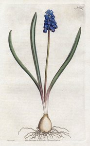 Sydenham Edwardsin (1768-1819) rypälehyasinttilitografia, William Curtisin (1746-1799) Botanical Magazine -lehden levy tekijältä Sydenham Teast Edwards