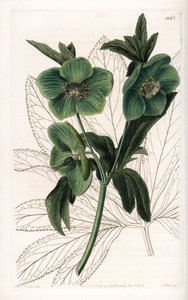 Green Flower Hellebore Variete - Kaiverrus S.Watts, Sarah Anne Draken (1803-1857) kuvituksesta, Englannin Sydenham Edwardsin (1768-1819) kasvitieteellisestä rekisteristä tekijältä Sydenham Teast Edwards