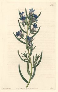 Gremilin rosmariinin lehdet, kotoisin Sisiliasta - S. Wattsin vesiforet Sarah Anne Draken (1803-1857) kuvituksesta kasvitieteellisestä rekisteristä tekijältä Sydenham Teast Edwards