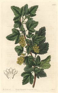 Groseillier, joka tunnetaan nimellä Gadellier of Siberia (Ribes diacanthum), kotoisin Chilestä – S. Wattsin Water forte Sarah Anne Draken (1803-1857) kuvituksesta kasvitieteellisestä rekisteristä tekijältä Sydenham Teast Edwards