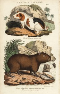 Marsu ja kapybara - Marsu, Cavia porcellus ja kapybara, Hydrochoerus hydrochaeris. Käsinvärinen kuparikaiverrus Sydenham Edwardsin mukaan John Mason Goodin Pantologiasta, New Encyclopedia, G. Kearsley, Lontoo