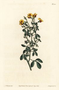 Karvainen goodia, Goodia lotifolia var. pubescens (Goodia pubescens). F. Sansom Jr:n käsin tekemä kuparipiirros Sydenham Edwardsin kuvituksen mukaan, William Curtis
