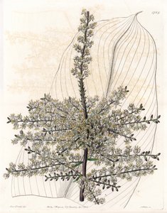 Intian havaijilainen spinardi tai ruoko - S.Wattsin kaivertama levy Sarah Anne Draken (1803-1857) kuvituksesta, Englannin Sydenham Edwardsin (1768-1819) kasvitieteellisestä rekisteristä tekijältä Sydenham Teast Edwards