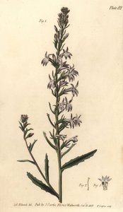 Heath Lobelia, Lobelia urens, Polygamia monogamia. F. Sansomin käsinvärinen kuparikaiverrus Sydenham Edwardsin kasvitieteellisestä kuvituksesta William Curtisin kasvitieteen luentoihin, sellaisena kuin se on toimitettu Lambethin kasvitieteellisessä puutarh tekijältä Sydenham Teast Edwards
