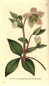 Hellebore (ellebore) hellebore tai musta - Helleborus lividus. Käsinvärinen kuparikaiverrus James Sowerbyn kasvitieteellisen kuvituksen mukaan William Curtisin The Botanical Magazinesta, Lambeth Marsh, Lontoo tekijältä Sydenham Teast Edwards