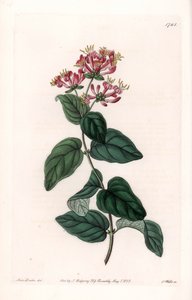 Yrttilajike - S.Wattsin kaivertama levy Sarah Anne Draken (1803-1857) kuvituksesta, Englannin Sydenham Edwardsin (1768-1819) kasvitieteellisestä rekisteristä tekijältä Sydenham Teast Edwards